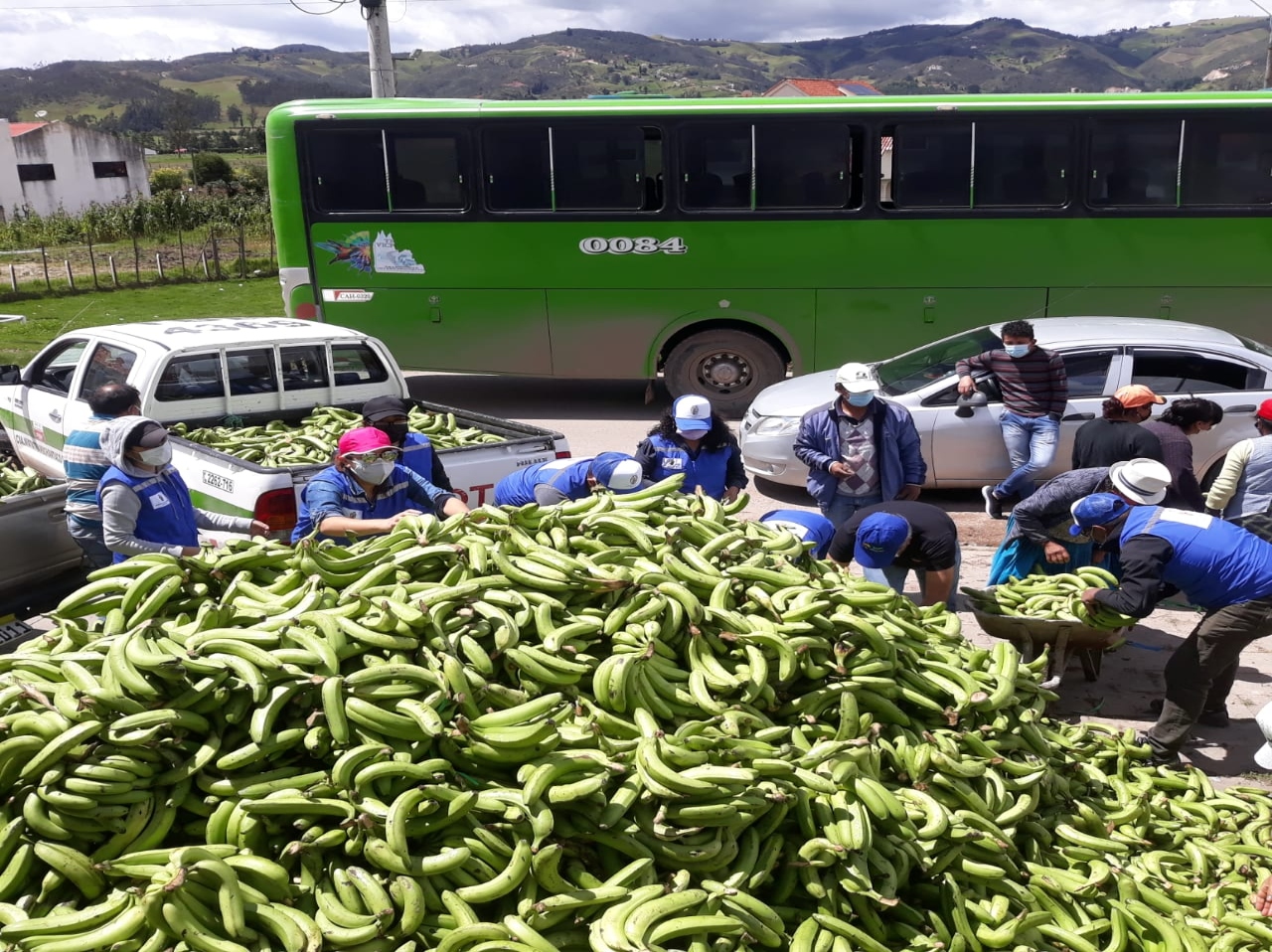 PREFECTURA ENTREGARÁ MÁS DE 5.000 LIBRAS DE VERDE PARA ANIMALES BOVINOS Y OVINOS Y COMIDA PARA PERROS Y GATOS