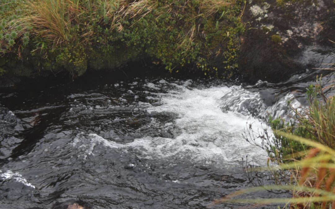 PREFECTA LLAMA A LA CONSERVACIÓN Y CUIDADO DE LAS FUENTES HÍDRICAS DE LA PROVINCIA DEL AZUAY