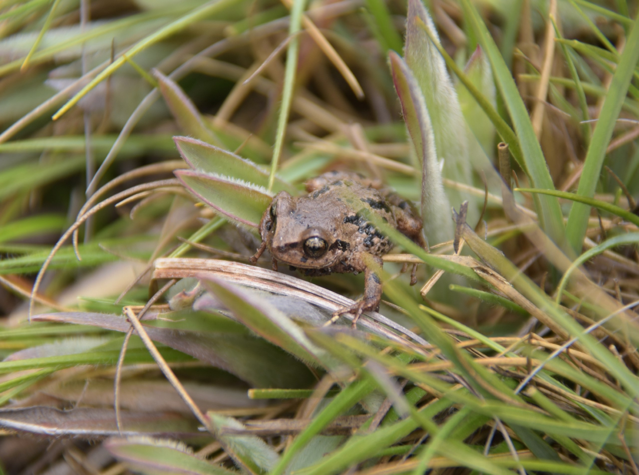 PRESENCIA DE ANFIBIOS Y REPTILES FUE MONITOREADA EN LAS ÁREAS DE INFLUENCIA DEL SISTEMA DE RIEGO CERRO NEGRO – CHURUCO