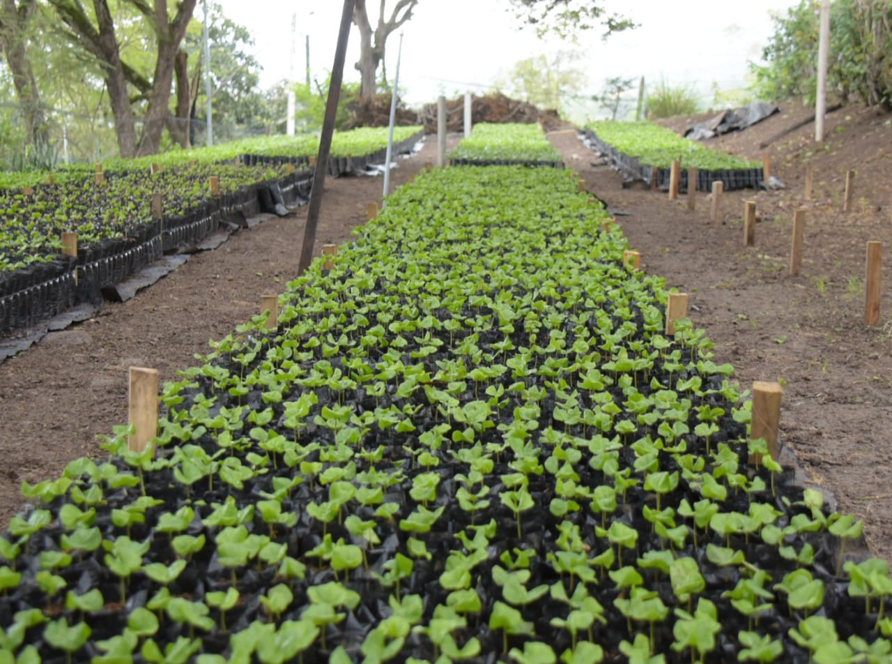 45 MIL PLANTAS SE PRODUCEN EN EL VIVERO DEL GOBIERNO PROVINCIAL DEL AZUAY