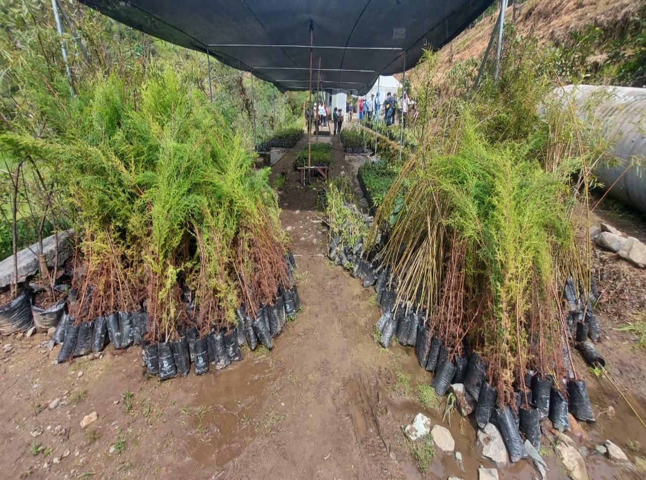 GOBIERNO PROVINCIAL DEL AZUAY ENTREGÓ PLANTAS A FAMILIAS DE MOLLETURO