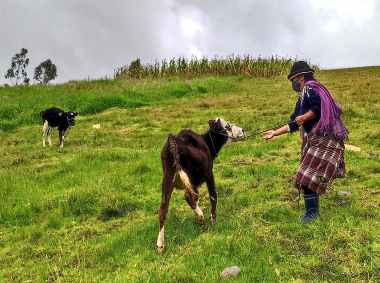 GOBIERNO PROVINCIAL DE AZUAY IMPULSA CAMPAÑA DE DESPARASITACIÓN Y VITAMINIZACIÓN PARA EL GANADO VACUNO EN VICTORIA DEL PORTETE
