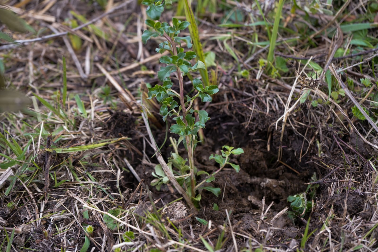PREFECTURA DEL AZUAY SIEMBRA 9.650 ÁRBOLES EN ESTA SEMANA